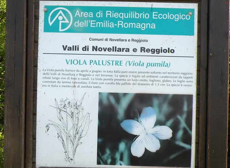 Viola pumila / Viola minore